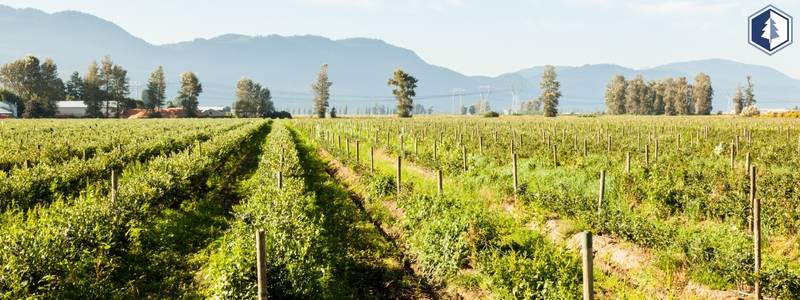 Crops in Fraser Valley